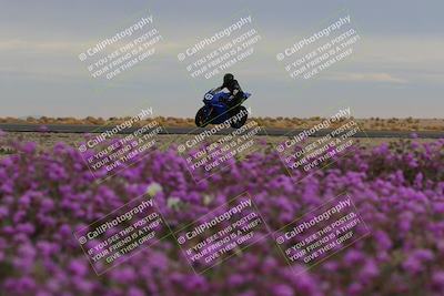 media/Jan-14-2023-SoCal Trackdays (Sat) [[497694156f]]/Turn 14 Exit Bloomig (145pm)/
